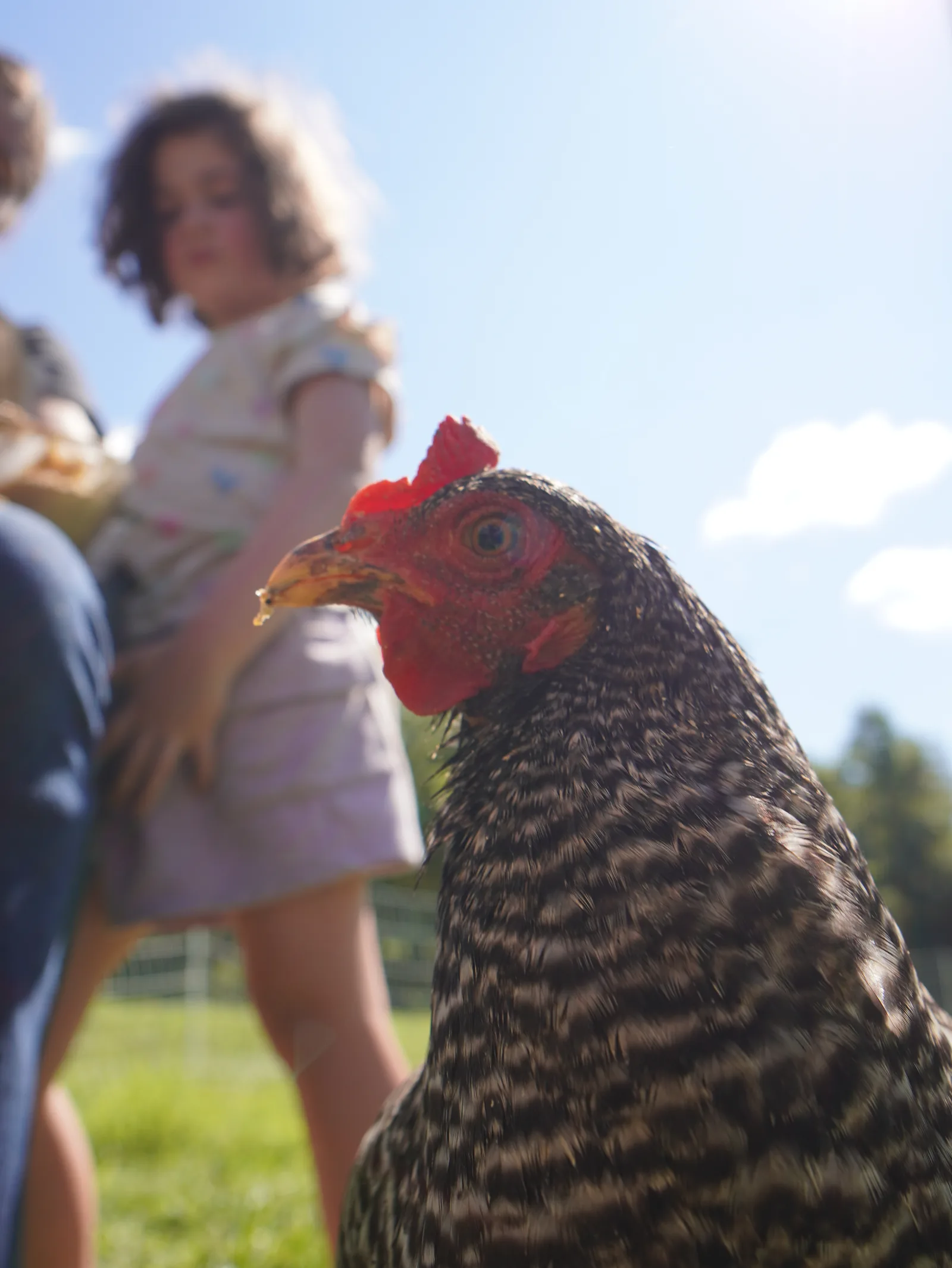 Where to Buy Farm-Fresh Eggs Near Gatlinburg, Sevierville, and Cosby, Tennessee